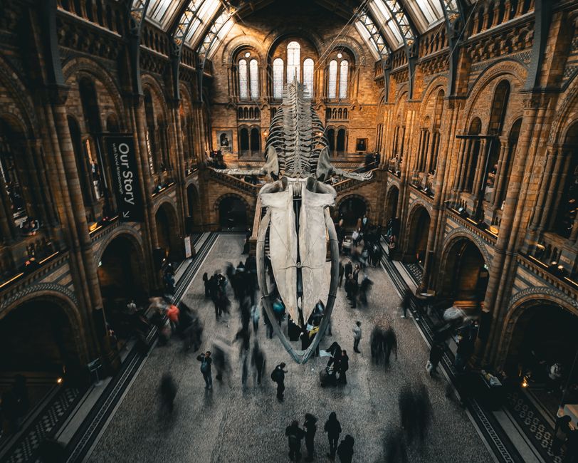 Natural History Museum Clear Up Case Study Rubbish Job